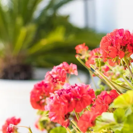 And So 3* ليتشي